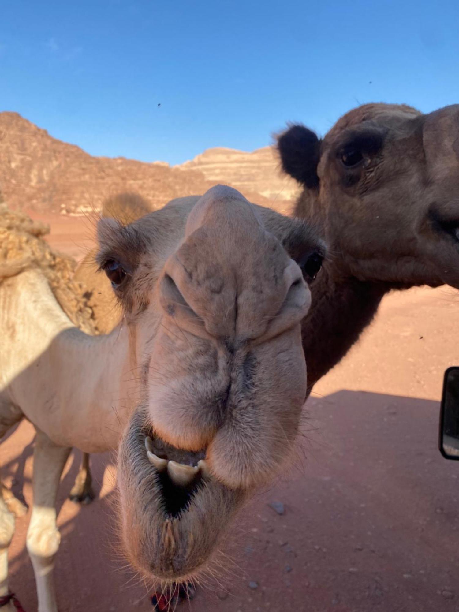 Wadi Rum Desert Heart Camp 外观 照片