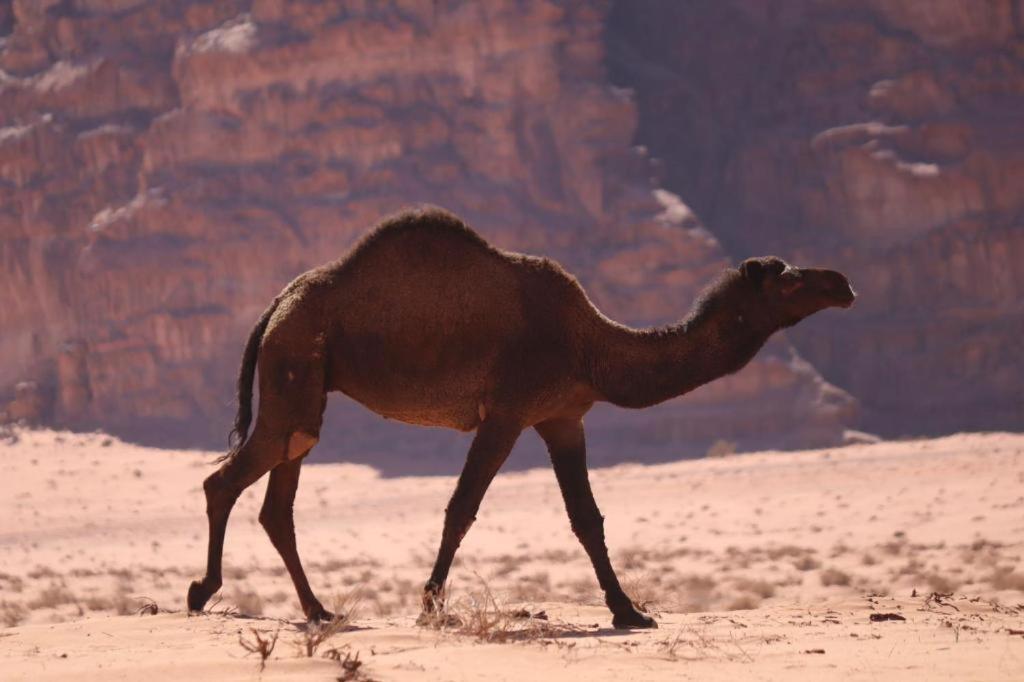 Wadi Rum Desert Heart Camp 外观 照片