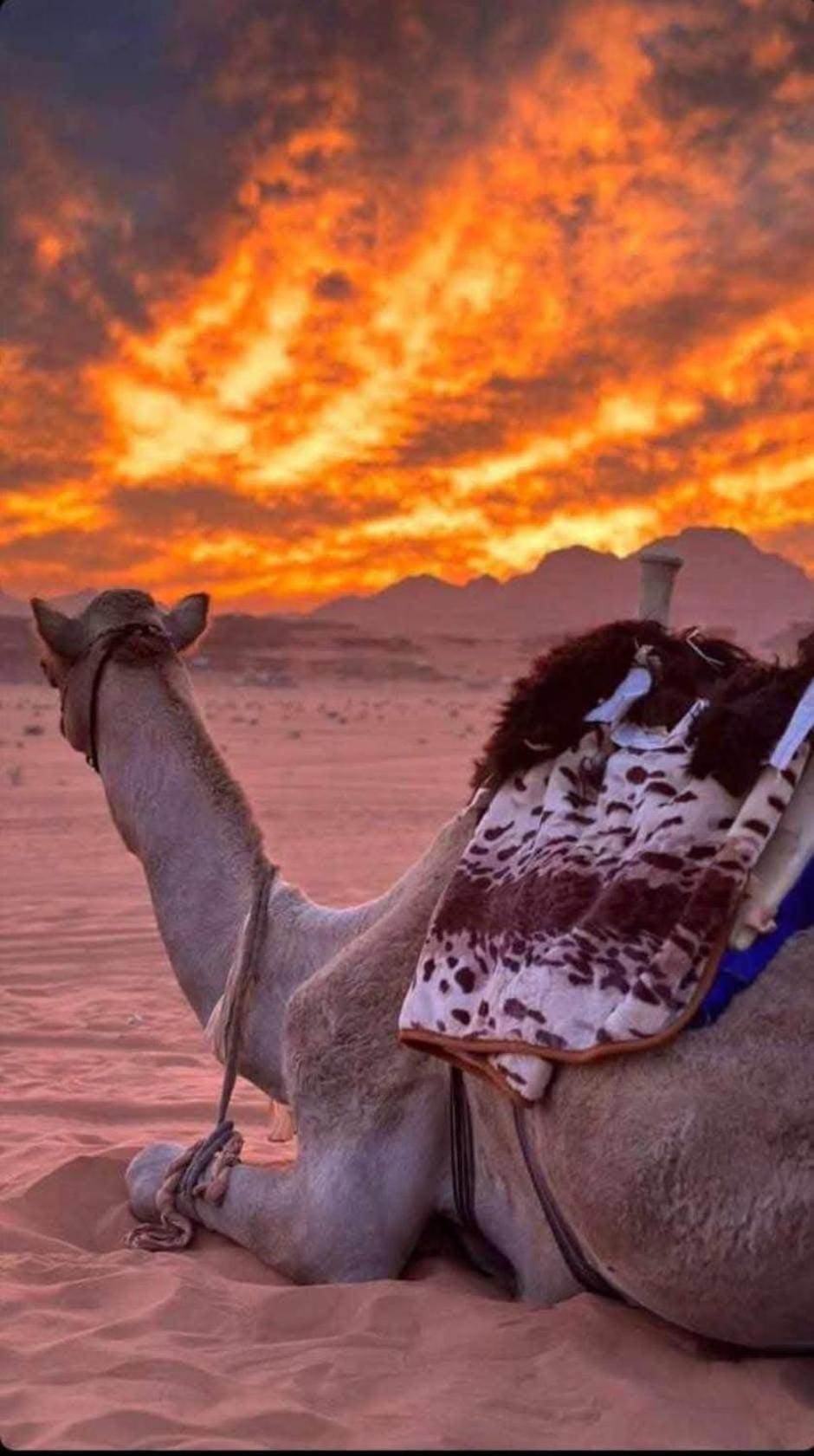 Wadi Rum Desert Heart Camp 外观 照片